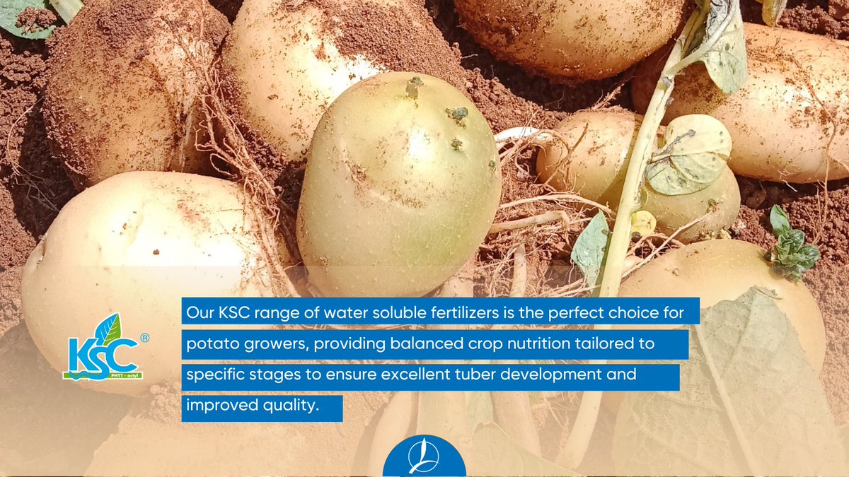 The right dosage of N-P-K ratio, coupled with the appropriate amount of calcium application, during potato tuber bulking stages is essential for quality produce and high yields. #potato #Agriculture #India #timacagroindia #timac #farmthefuture #Sustainableagriculture