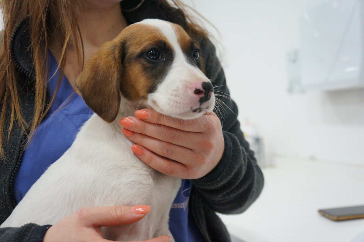 Sahiplendirme ilanıdır.
Jack Russell yavru 3 aylık.
Istanbul ici yavru köpek bakimini sorun etmeyecek takip şartlı yuva arıyoruz. 
Ben istiyorum yazanlar bloklanacaktir.