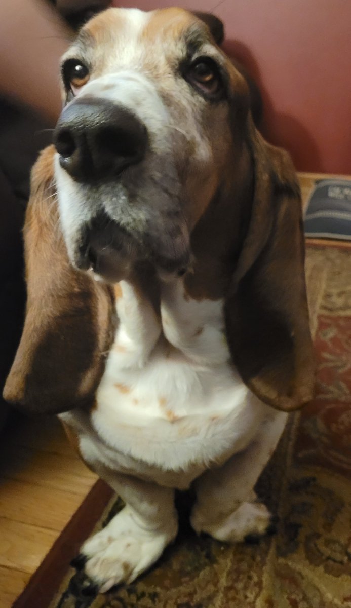 fredthebasset2 tweet picture