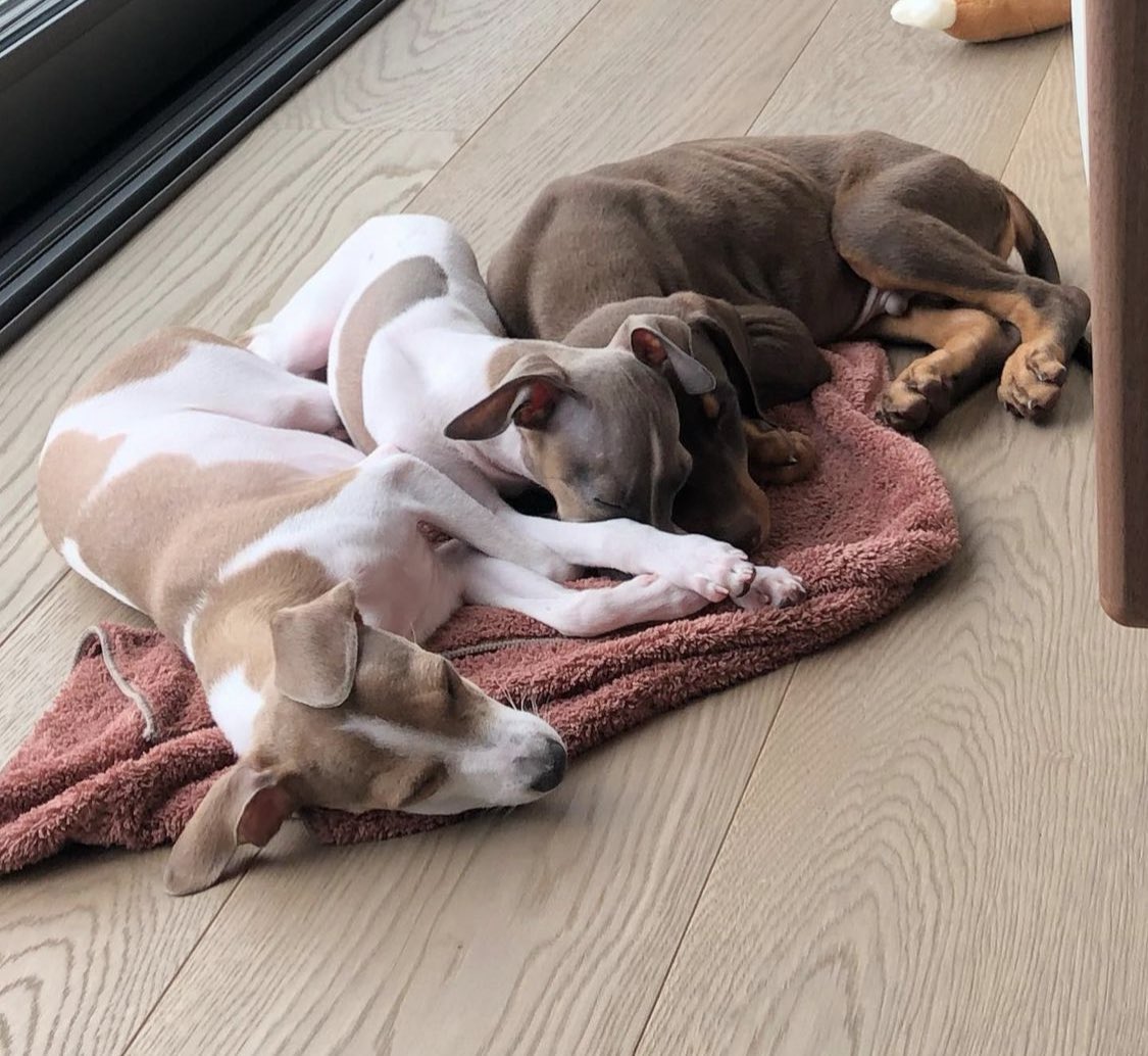 its_chanoy's tweet photo. Thinking of you #Bam 🐶🐾🦴with #DaddyJK and his #Siblings  #Family I love you guys so much ❤️😘💋

@BTS7_twt_JJK  @_Jungkoo_gugkk1 @JK_07bangt @jungkookjk26 @JK_97guk @Junggkookk_97 @JKB7S  @jeonkoookkie97 @JKBTS__97 @bts_tvt_jk97 @juunggkook @BTSjkaaaaayyy @Jungkoo72981753 @Jungkook0H @jungkgokjeon @jkbtsofficial  @0197_film @JUNGK00K1__