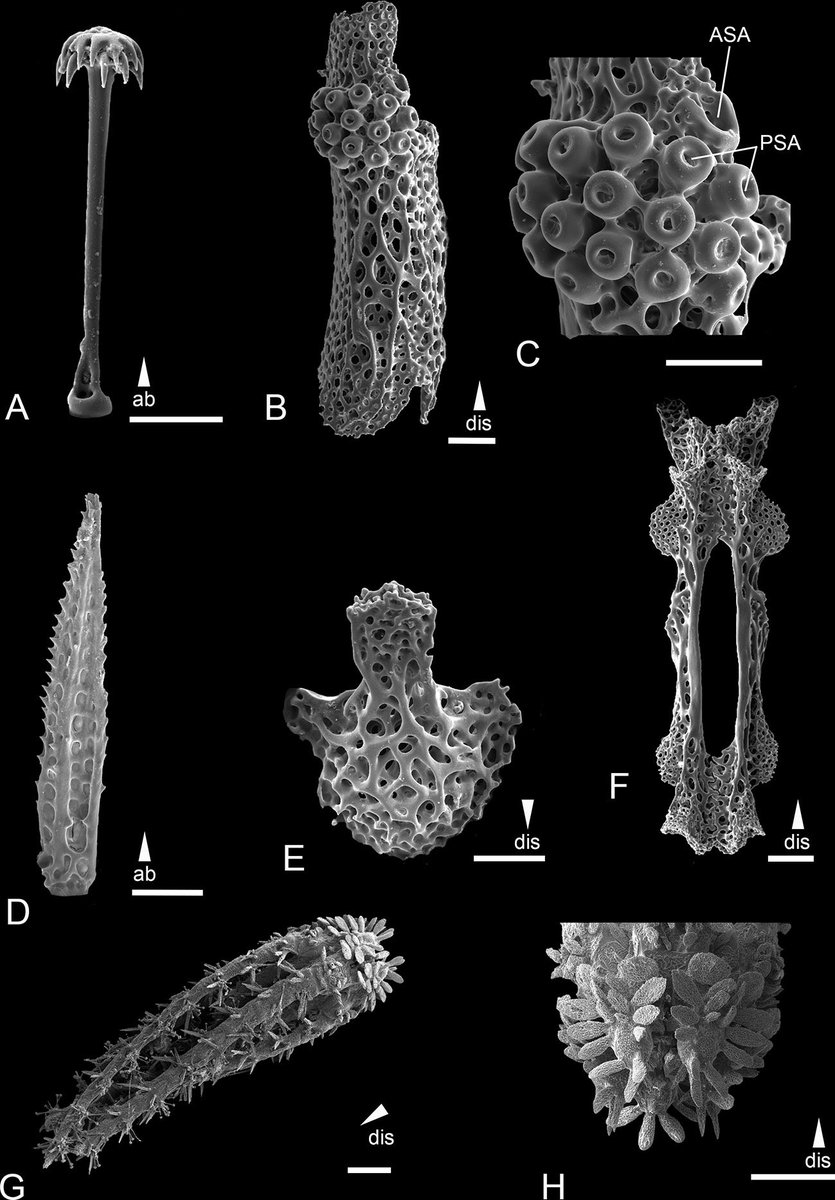 Magdalini_Chris's tweet photo. Check our new species from the deep sea (#SSKI), Ophiotholia saskia described from the Clarion Clipperton Zone within @SPP_TaxonOmics. A great collaboration between scientists in @Senckenberg, ZMMU, @museumsvictoria, @ooeculture, RAS, @NHM_Science.   https://t.co/EsIZY9oEwJ. https://t.co/MQZzPvOnzt