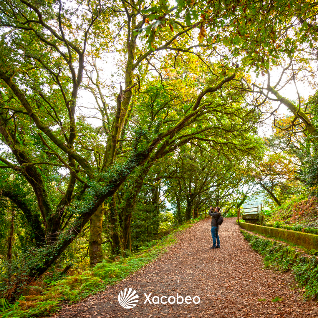 camino_xacobeo's tweet photo. 💦 El río Toxa, en Silleda, es fácilmente reconocible por su cascada: A Fervenza do Toxa.
Una belleza con gran valor paisajístico para inmortalizar con tu cámara 📷 .
#CaminoDeInvierno #Xacobeo #Galicia #Toxa #Cascada #VíaDeLaPlata #CaminoMozárabe https://t.co/6V2Q5MEdLi