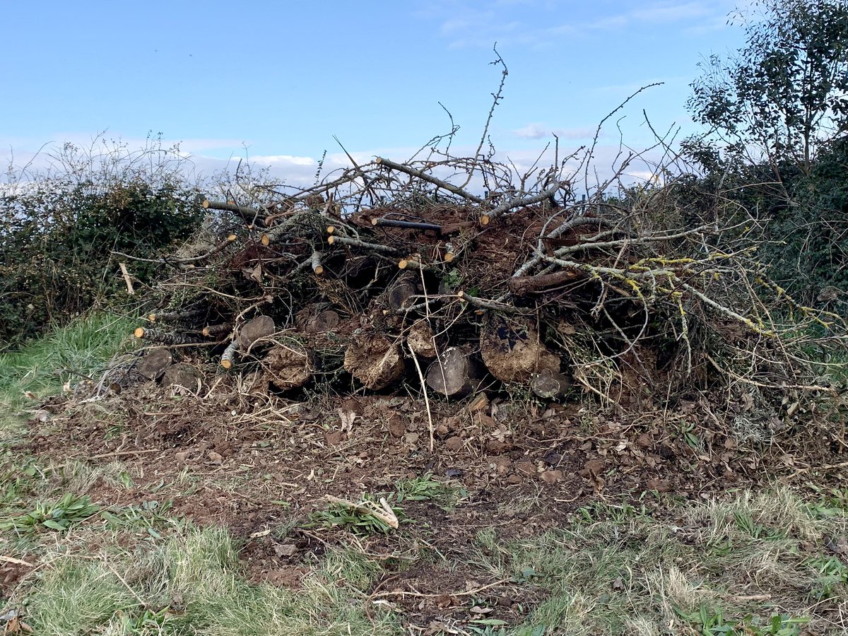 New Brash and Log pile to create a perfect habitat for wildlife at St Audries 🦎🐞🕷️🪱🐌😊 <a href="/wcresorts/">Westcountry Resorts</a> #staudries #wildlife #davidbellamy