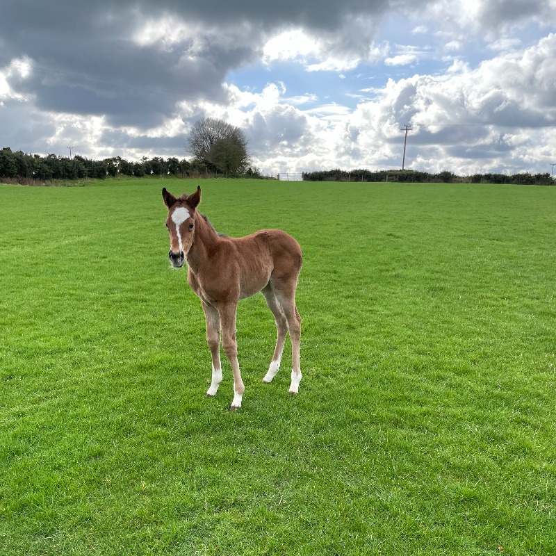 thorough_bid's tweet photo. MISS AVONBRIDGE 𝘸𝘪𝘵𝘩 𝘤𝘰𝘭𝘵 𝘧𝘰𝘢𝘭 𝘢𝘵 𝘧𝘰𝘰𝘵 (Lot 33):

🐴 13yo mare by Avonbridge 
👶 Colt foal by Toronado
🥇 2 wins &amp; Listed placed
🏇 Half-sister to G2 winner 𝗔𝘀𝗽𝗶𝗿𝗲 𝗧𝗼𝘄𝗲𝗿
🤠 Consigned by Alpha Play Bloodstock

#𝐌𝐚𝐫𝐜𝐡𝐒𝐚𝐥𝐞⭐️ | 𝐅𝐑𝐈 𝟑 𝐌𝐀𝐑