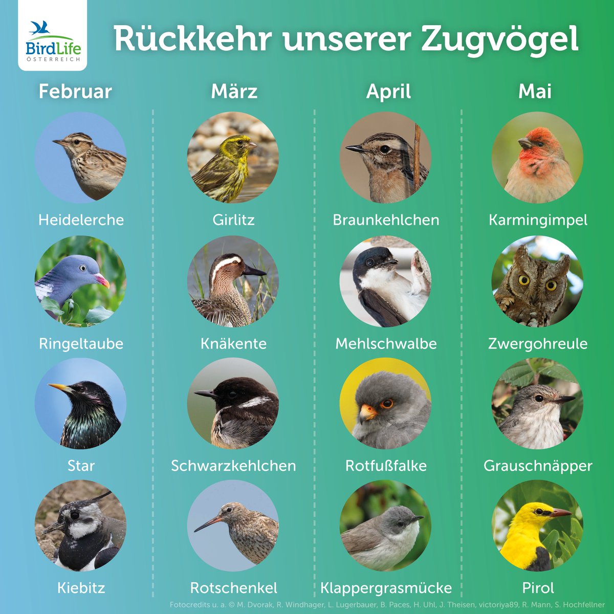 Wer ist schon aus dem Winterquartier zurück und wen erwarten wir in den nächsten Wochen? 
Einen ungefähren Zeitplan der Ankünfte ausgewählter Vogelarten seht ihr auf der Grafik. ↙️