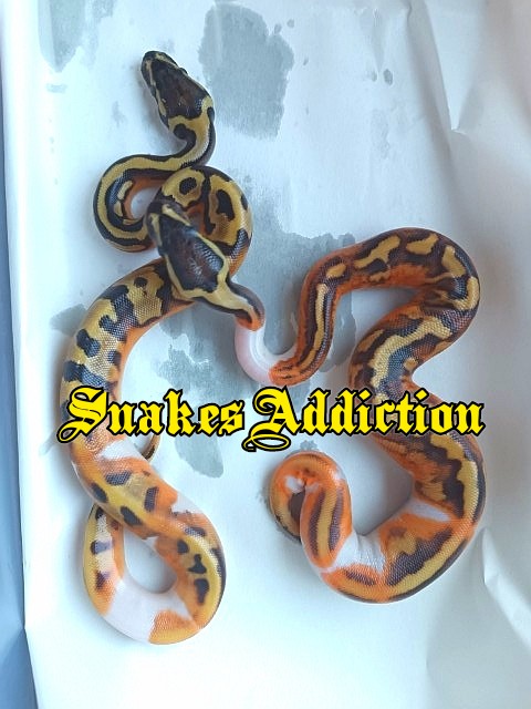 SnakesAddiction's tweet photo. Enchi Spark Pied x YB Pied (males)

#ballpythons #ballpythonofinstagram #pythonregius #pied #piebald #python #snakesaddiction #snake #wonderful #clown #yellowbelly #asphalt #specter #spark #gravel #serpent #passion4snakes #regius #pythonroyal https://t.co/DZRBLo4BFe