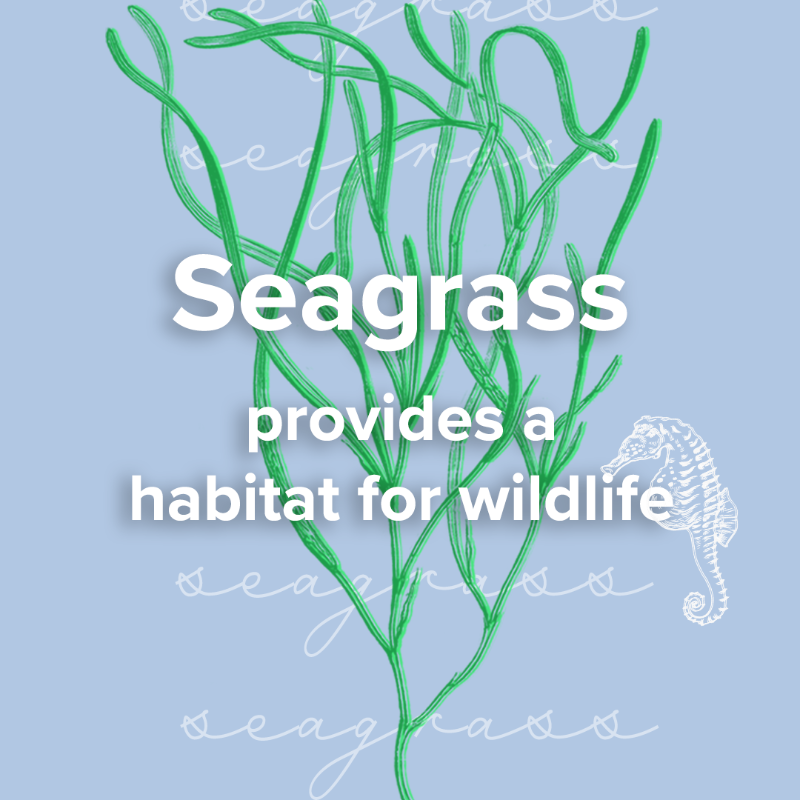 Defra UK on Twitter "It’s WorldSeagrassDay! Seagrass is one of the