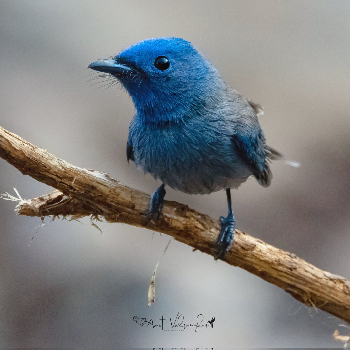 #NewProfilePic #blacknaped #blacknapedmonarch #TwitterNatureCommunity @BirdPlanets #birds #flycatchers #cutebirds #BirdUp #monarch #blue #birdphotography #BirdsOfTwitter #birdsseenin2023 #BirdTwitter #birdwatching #BirdsList