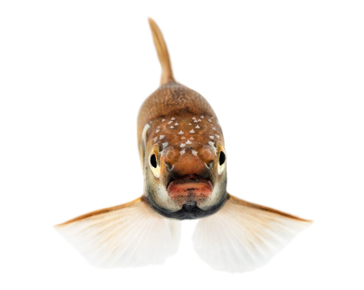 How does minnow affect Arctic charr and brown trout? Help us figure this out! See slu.se/wfe/masterthes… Sample fish populations in Abisko this summer and compare diet, habitat use, growth and size distribution of fish in lakes where minnow is present or not.