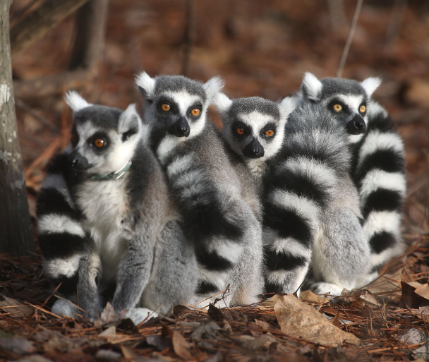 wadidestination's tweet photo. 🌍 Tour di gruppo Altopiani e mare Nosy be MADAGASCAR 9-22 agosto!
https://t.co/jpgR7B1OZJ https://t.co/nEY3gwTB7B