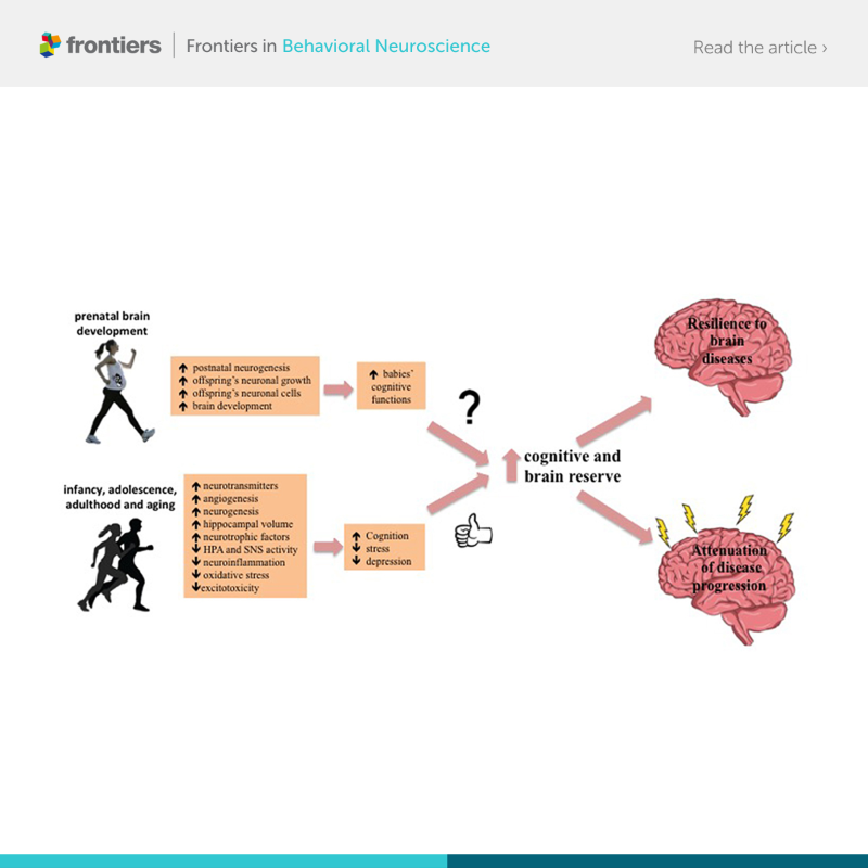 FrontiersIn's tweet photo. Article from Frontiers in Behavioral Neuroscience provides insight into the current evidence of physical exercise's contribution to the increase in resilience and brain tolerance to aging, pathology, and insult. 

Read more in @FrontNeurosci ⬇️