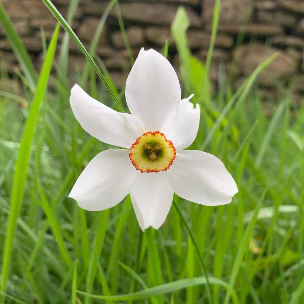 _howardjames's tweet photo. March 1st 💛

Spring is coming…
.
.
#march #marchgarden #springiscoming #springtime #daffodils #narcissus 
#springgarden #spring #garden #flowers #springflowers #gardeninspiration #gardendesign #gardensofinstagram #gardenlife #nature #springblooms #fl… https://t.co/iXtII9Oyp4 https://t.co/0b4jkQUE0b