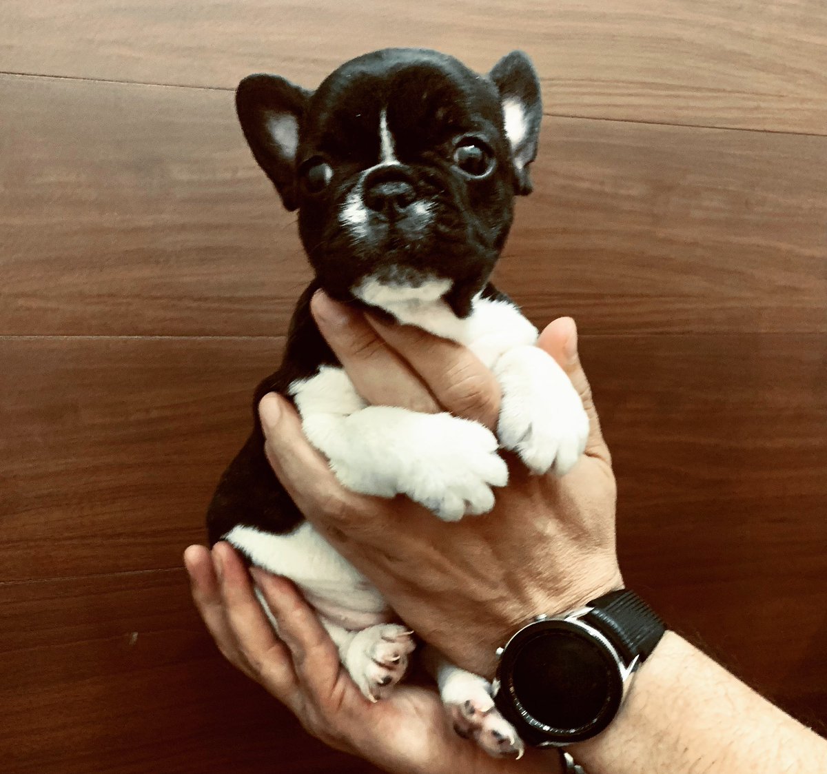 STBK99's tweet photo. Tenemos bb’s hermosos #disponibles✔️ #Stthomasbulldog #franchbulldog #puppylove #puppyfrenchie #bulldofrances #cachorrosbulldogfrances https://t.co/KurtWVj1tp