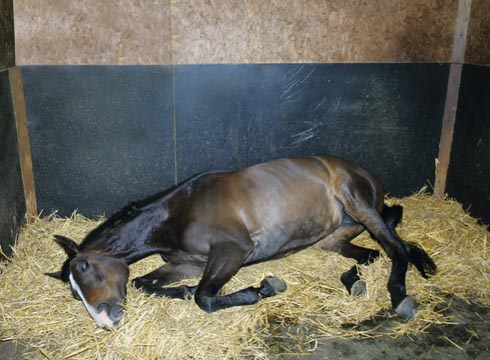 March Newsletter From Green Glen Equine Hospital - mailchi.mp/27317567f172/h…