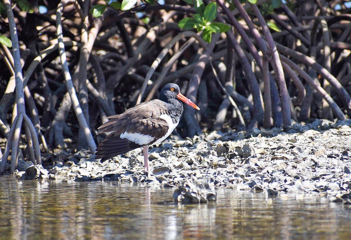 RisingTideFL's tweet photo. It is always exciting when we see American Oystercatchers on our tours! They are the only birds in their environment able to open large mollusks such as clams and oysters. #RisingTideFL #Naples_Outfitters #Birds #paradisecoast #naplesfloridatravelguide #WildLifeWednesday https://t.co/dnFPIaCBDg