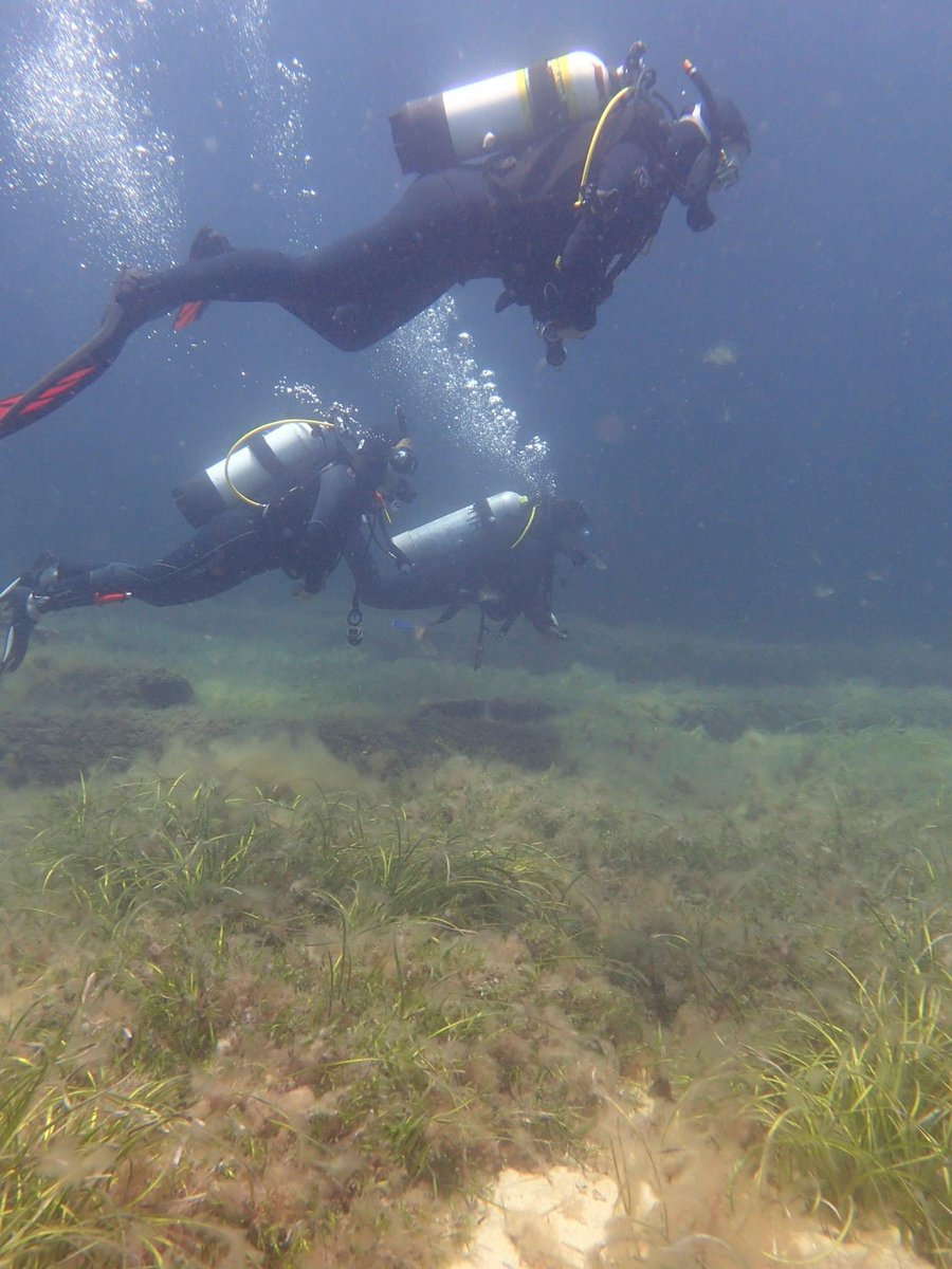 Happy World #seagrass Day, vital habitat that mitgates #climatechange, supports #biodiversity and protects coastlines and a conduit for many wonderful days shared with beautiful people around the world @CMER_ECU @EdithCowanUni