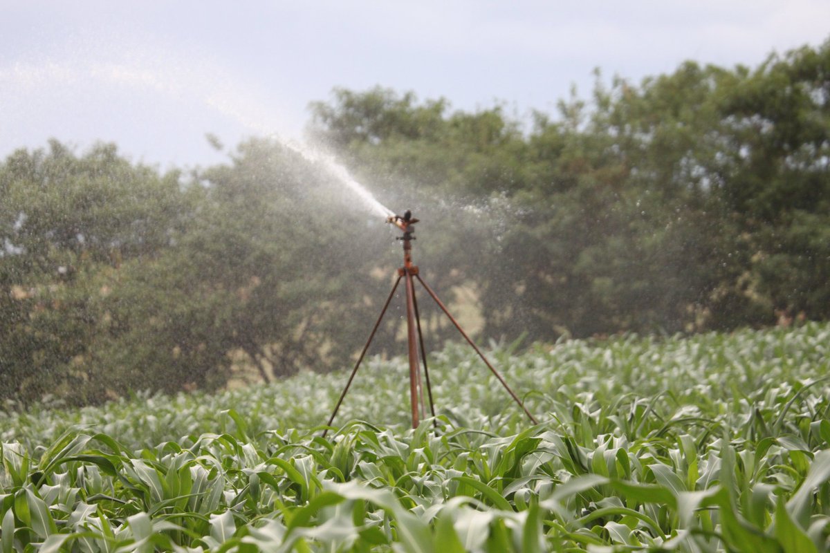 'Just watched the maize on farm getting watered by movable sprinklers! Technology is making farming so much easier and efficient 🌽💦 #modernfarming #maize #AgTech