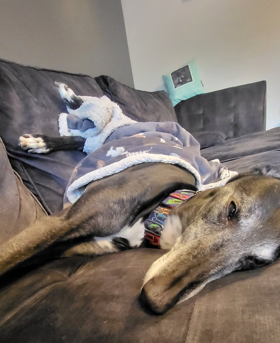 Hoomum is doing da spring cleanings, it is egzorsting supervising her, emotional support blankie needed she's put my stinky ducky in the wishy washy macheen thingy