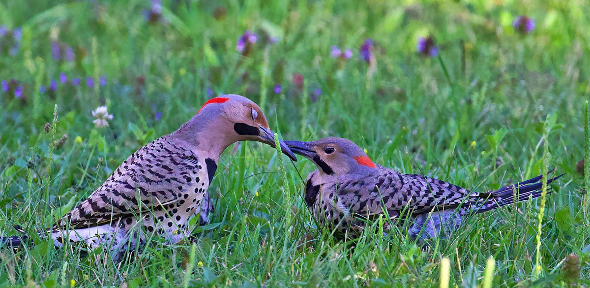 A pair of Northern flicker in love ❤️ for the theme #Two2Tango by #IndiAves #birds #birding #birdphotography #birdsinwild #birdsoftwitter #twitterbirds #twitternaturecommunity #twitternaturephotography #smile #shotoncanon