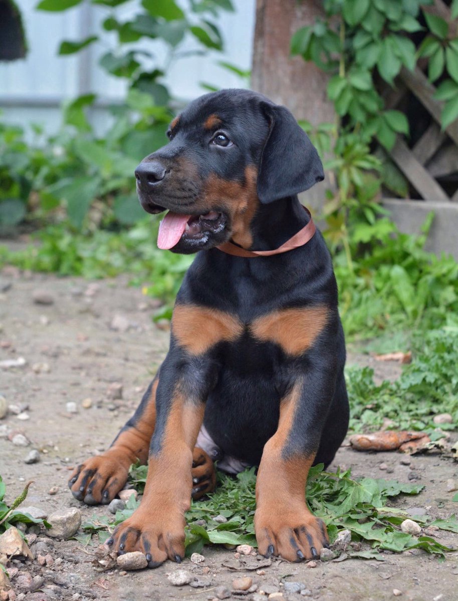 berry_doberman's tweet photo. 🔥𝙰𝚟𝚊𝚕𝚊𝚗𝚌𝚑𝚎 𝚘𝚏 𝙷𝚎𝚊𝚛𝚝𝚜🖤 DENVER
(1,5 months)

Parents: 
𝑽𝒆𝒓𝒔𝒂𝒊𝒍𝒍𝒆𝒔 𝑴𝒂𝒈𝒏𝒊𝒇𝒊𝒒𝒖𝒆 𝑱𝒐𝒄𝒆𝒍𝒊𝒏
𝑮𝒆𝒌𝒂𝒕𝒂 𝑽𝒊𝒕𝒂𝒍 𝑺𝒄𝒓𝒆𝒆𝒏

#dober #doberman #доберман #DogLover https://t.co/n7WjYyM76j