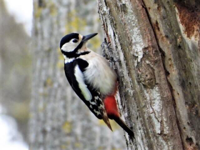 Lodmoor RSPB today Spoonbills, Golden Plovers still there and then Country Park Great Spotted Woodpecker