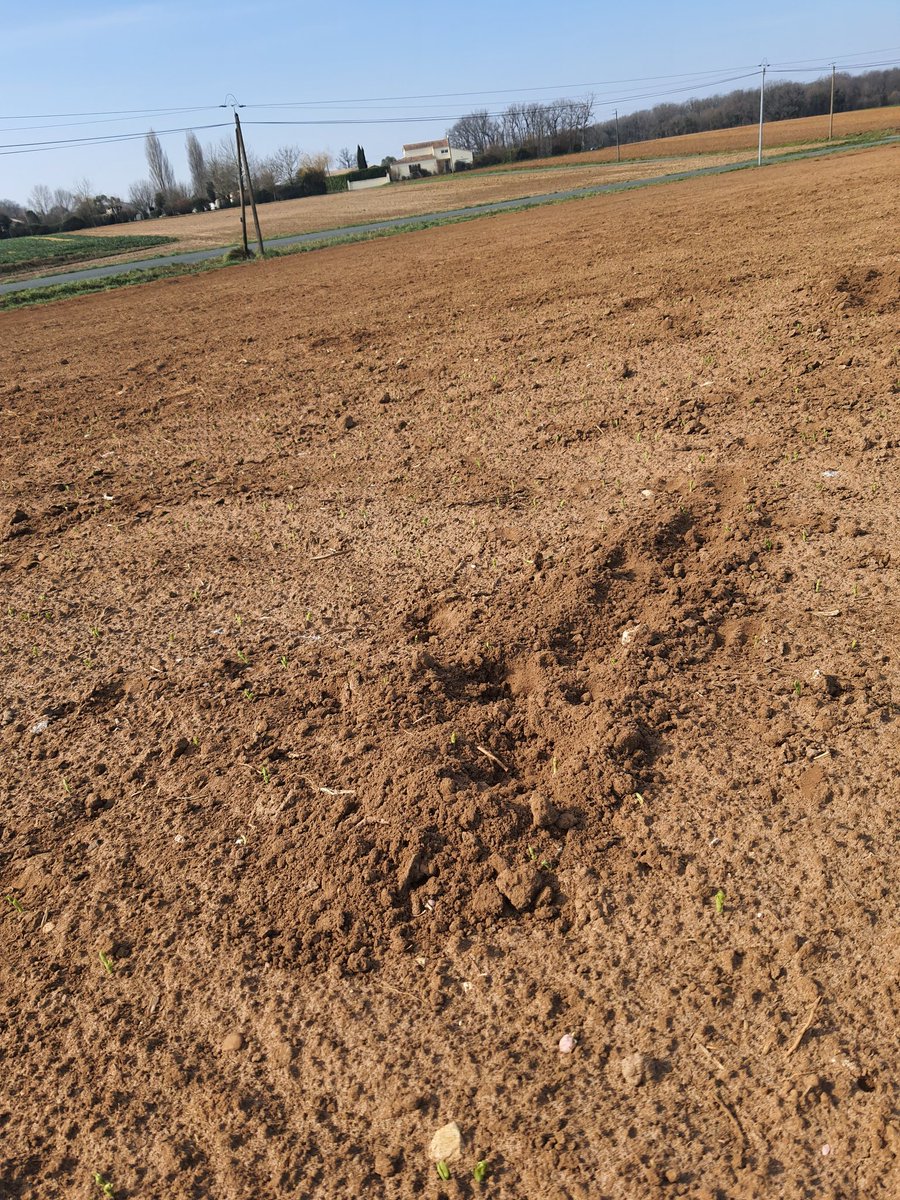 Belon98537846's tweet photo. Ce matin, tour de plaine pour surveiller la levée des pois de printemps #planproteine , ll y a moins de palombes cette année mais en revanche les #Grouic #Grouic eux sont toujours présents, aux dires des #Chasseurs il n'y en a plus 😡😡🐗 #Charentemaritime #Chasse https://t.co/2aLO6UD3oI