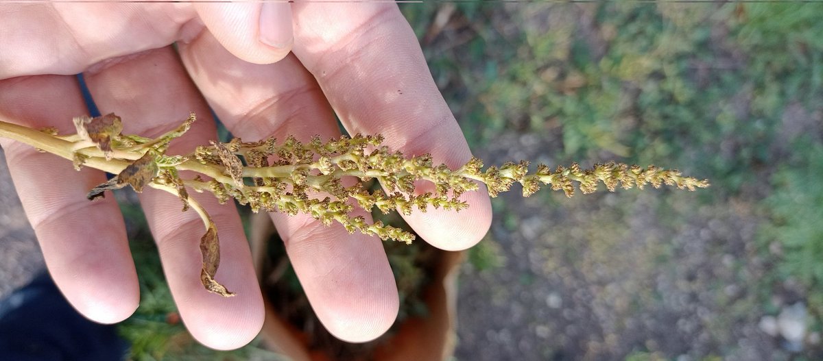 RobertoJCrespo1's tweet photo. ¡No hay mal que por bien no venga! El famoso #7deoro (Astylus atromaculatus) también se concentra en Yuyo colorado #Amaranthus y afecta las panojas y hace que la gran mayoría de semillas estén vanas. ¡Al menos ayuda al banco de semillas del suelo! @INTA_ER @agrariasunr https://t.co/Pzc4wOqC4u