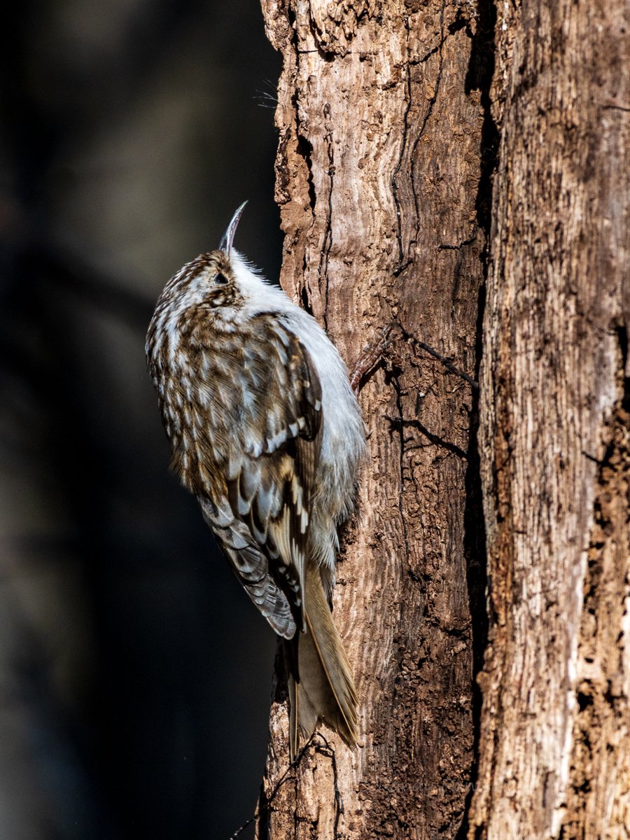 rruntsch's tweet photo. @hertskingfisher Nice capture! I occasionally see brown creatures near where I live in Minnesota in the USA. They're always fun to watch, especially when they walk down a tree trunk with their heads pointed downward. https://t.co/lpo7KvMCHK