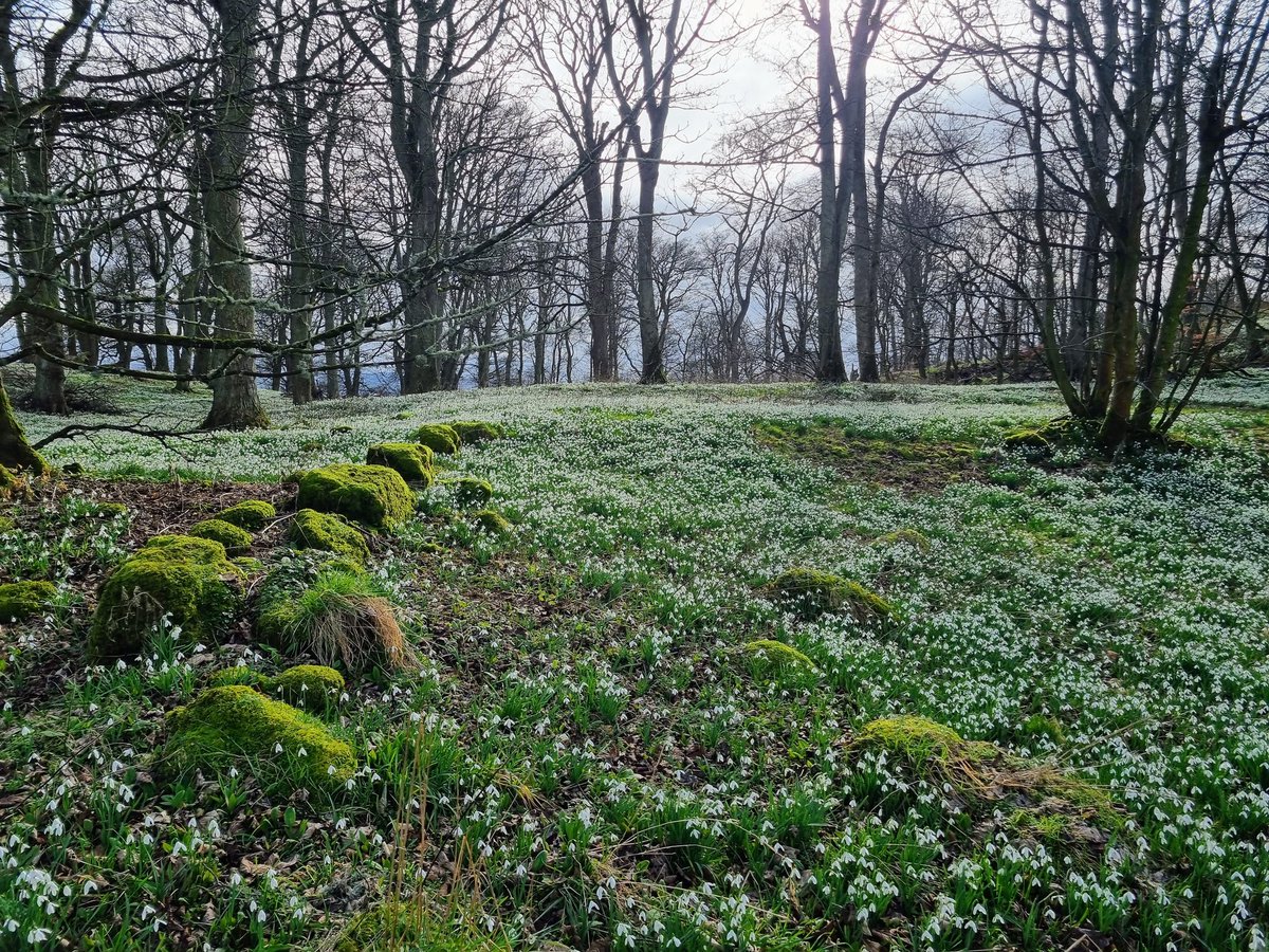 A magical woodland of snowdrops #StDavidsDay #1stMarch #March #flowers #snowdrop