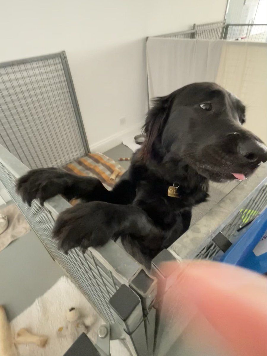 adored earth tweet media