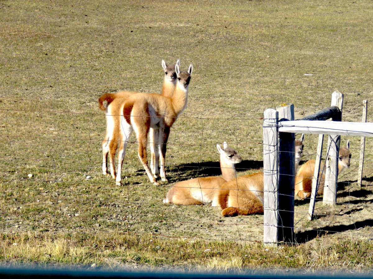 Austropatagonia's tweet photo. Los Jardines infantiles ya comenzaron a funcionar...!!!
(Camélidos en #TierraDelFuego )
#biodiversidad #fauna #camelidos #MagallanesyAntarticaChilena https://t.co/TIfFxEykcR