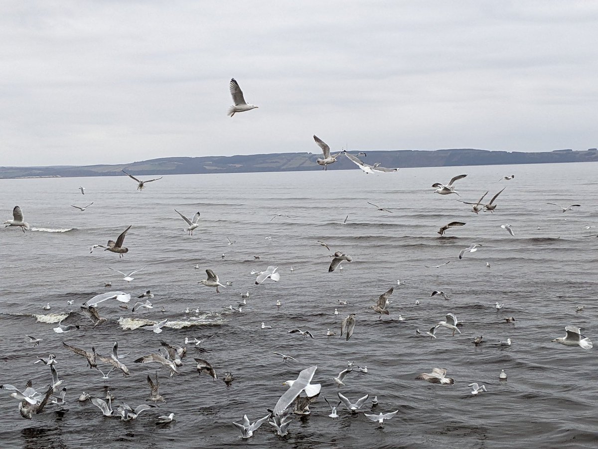 #seabirds #Nairn