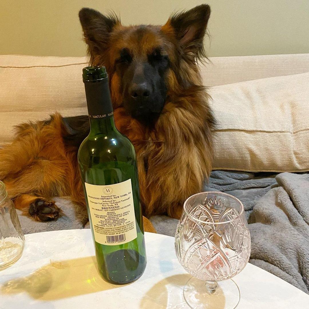 i'm tired 
 #DogsofTwittter #germanshepherd
#dogs #gsd #gsdworld