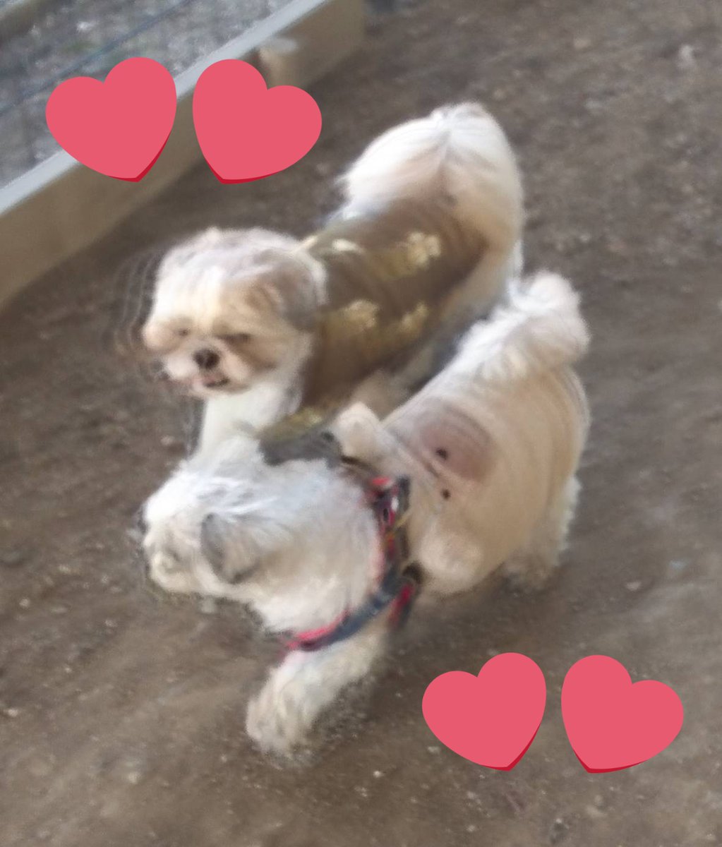 お久しぶりワン🐶
母しゃん相変わらず多忙で
なかなか来れましぇんが
皆しゃん、お身体大切にして下しゃい💕
今月も宜ちくでしゅ🐶

CoCoちゃんは、コタロウと
仲良くちてましゅ☺

#犬好きさんと繋がりたい
#犬のいる暮らし 
#シーズー #いぬのきもち
#犬のいる生活
#dogsoftwitter
#犬のいる幸せ