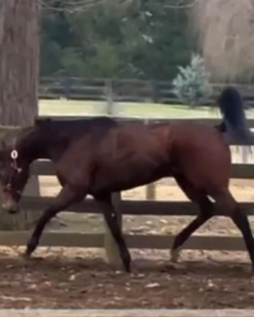 DeshaGaston's tweet photo. 4 weeks ago right off the track and the 30 second clip I bought her off of vs. yesterday 🌷 all of my favorite rated shows are in April and while she’s not ready we do have our sights set on some fun venues this year! https://t.co/wkOj9lvCja