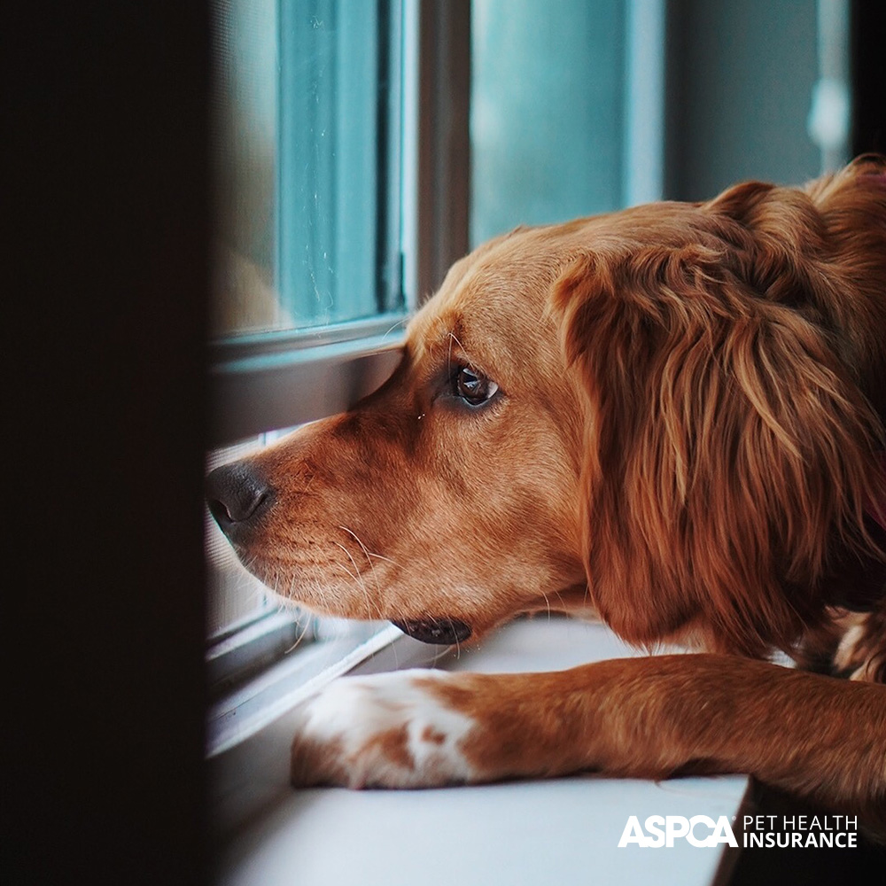 I thought we’d start today by eating breakfast and looking at squirrels 🐿️

#PetParent #DogParent #Dogs #Squirrels #Dog #Pets