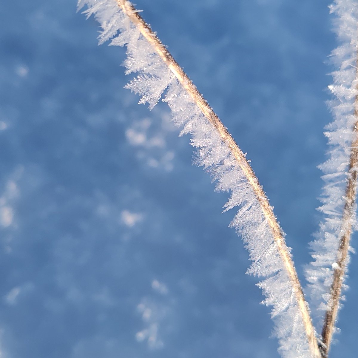 Dr. April Chiriboga tweet media