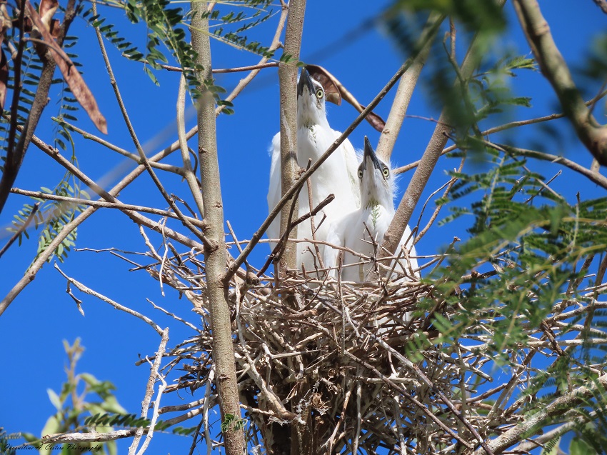 jcestero's tweet photo. Stepping back in time with flooffy "dinosaur" chicks!

#Anguilla #birds #Egret #birdwatching #birdsofanguilla #BirdTwitter #TwitterNatureCommunity https://t.co/AXK93Y6ulN