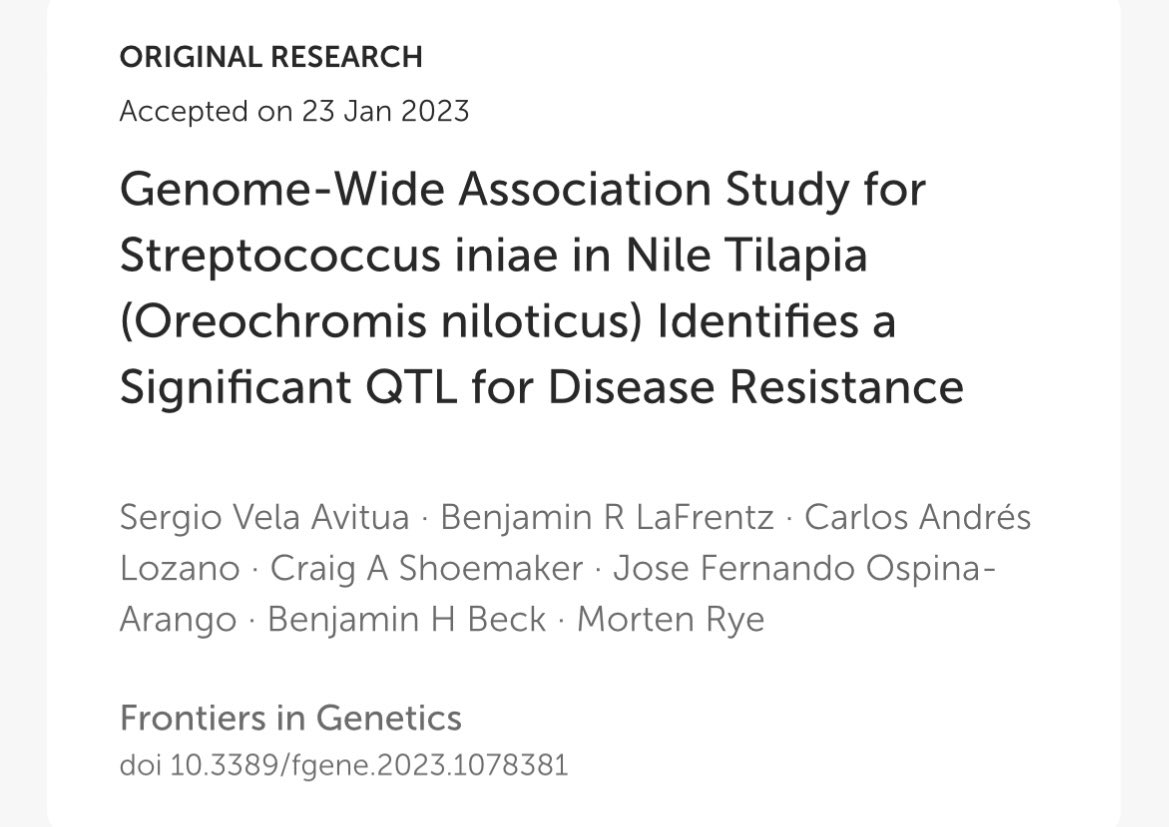 Our research team has a new manuscript out! We have identified the first QTL that correlates with resistance to a bacterial pathogen in Nile tilapia, thus enabling marker assisted selection! A huge step for advancing selective breeding for resistance to Streptococcus iniae!