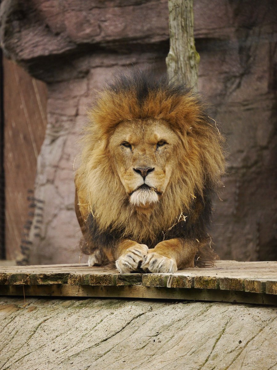 MrPayney's tweet photo. The magnificent African lion at @ColchesterZoo 🦁 https://t.co/gvP0PxMYMw
