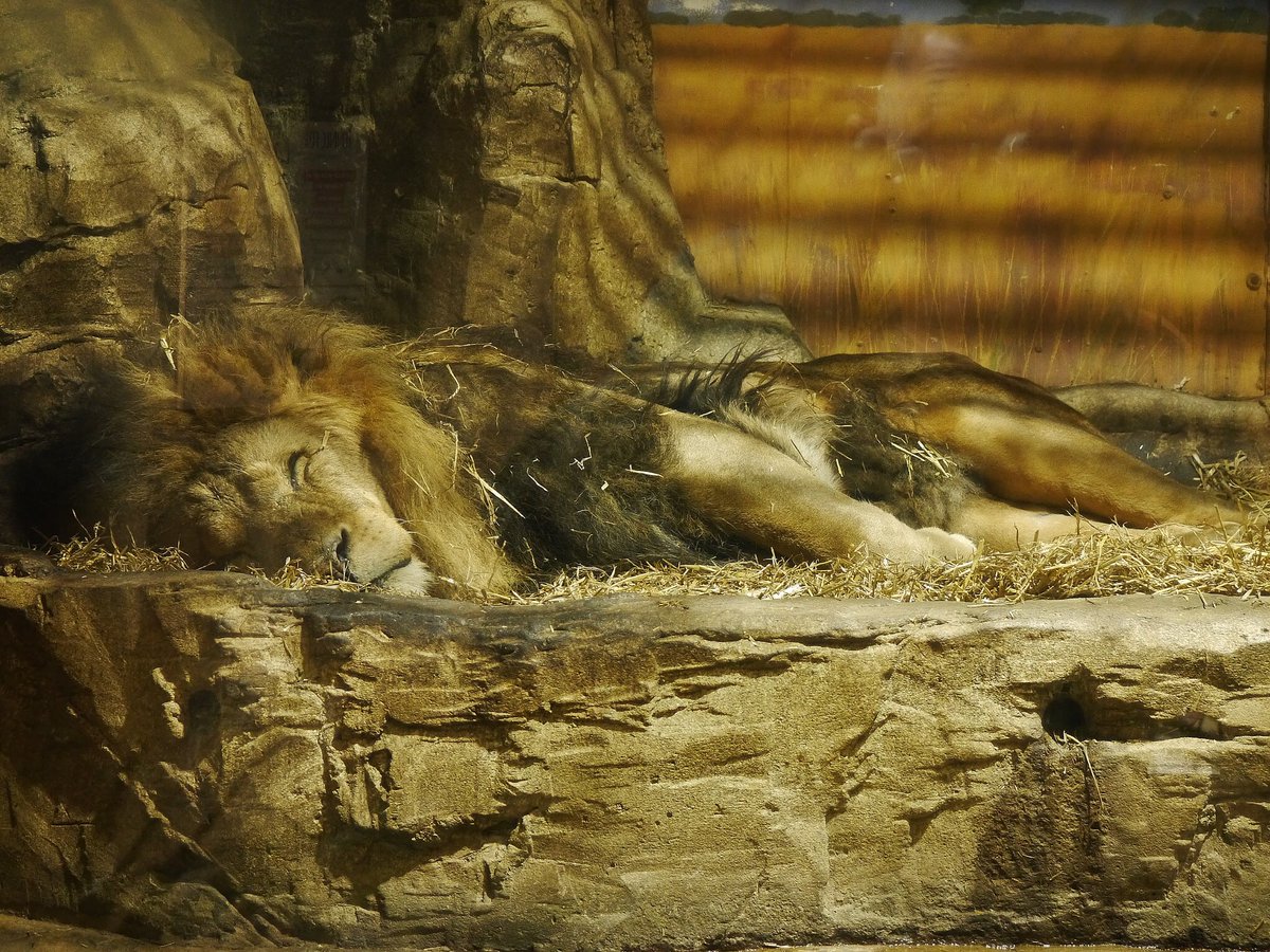MrPayney's tweet photo. The magnificent African lion at @ColchesterZoo 🦁 https://t.co/gvP0PxMYMw