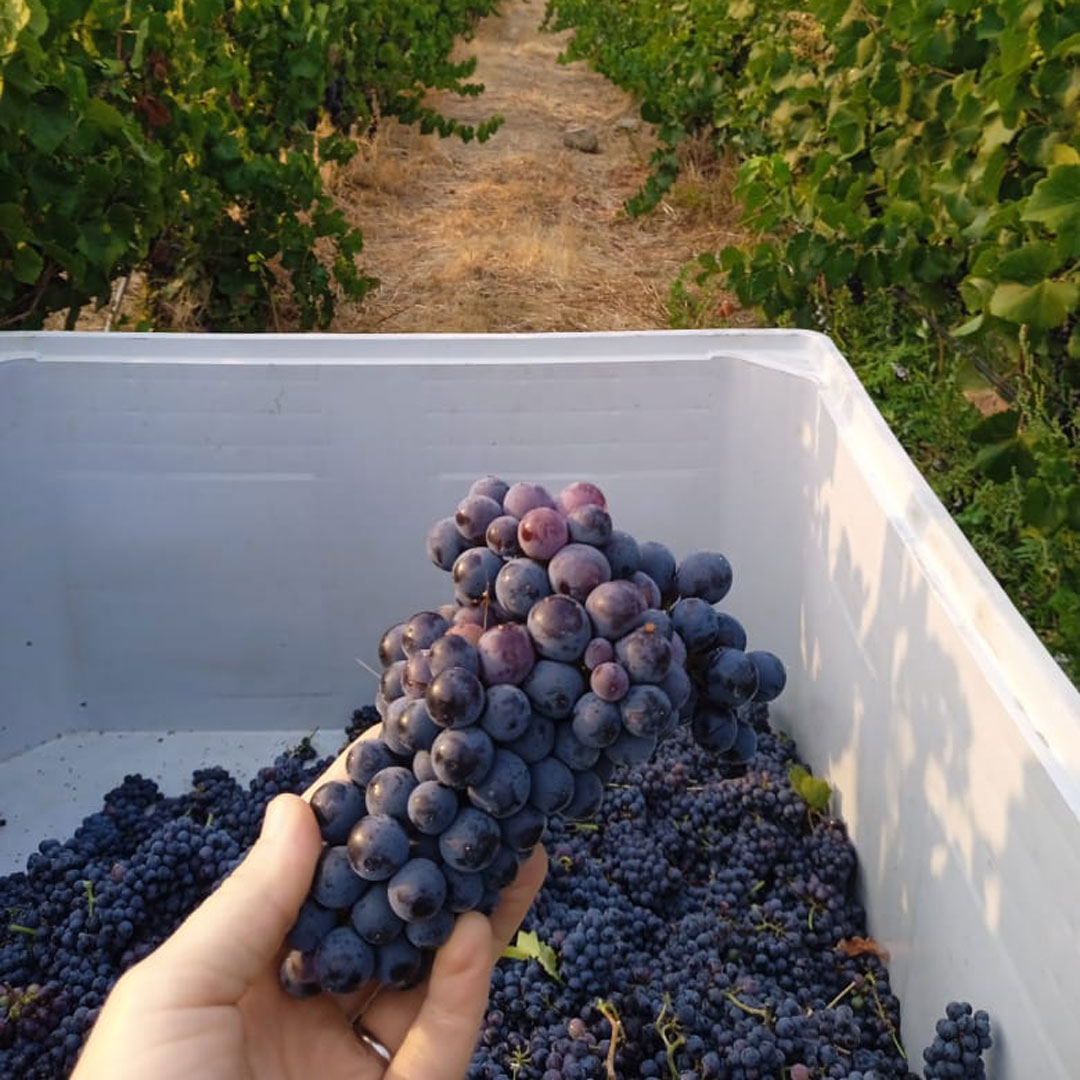 Gracias Axel Ibarra por destacar la labor de Hacienda Araucano y particularmente el aporte de François Lurton a la viticultura de Chile.

Articulo: lemondediplomatique.cl/el-valor-patri…

#FrancoisLurton #HaciendaAraucano #VinoChileno