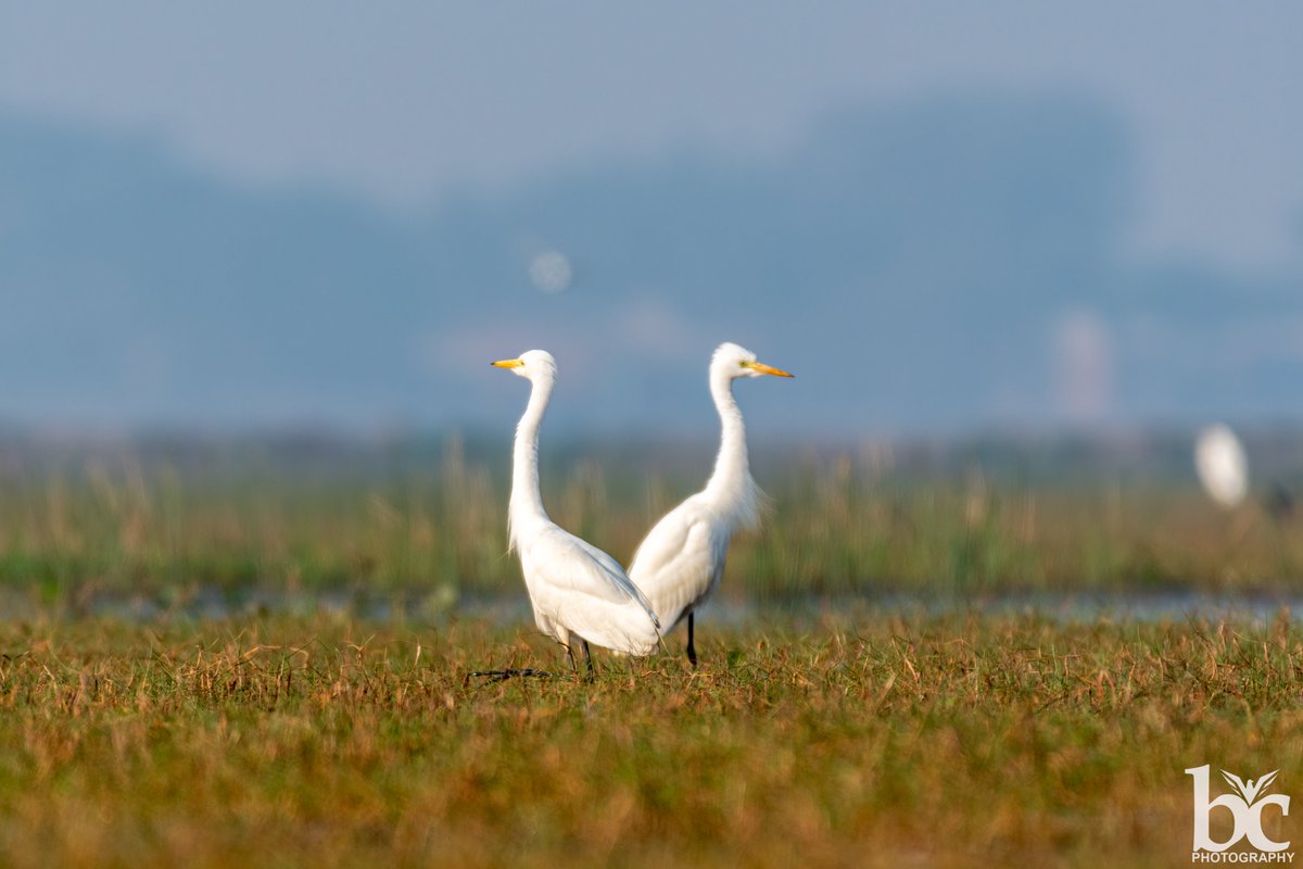 Not on speaking terms..........
#two2tango 
#IndiAves 
#BBCWildlifePOTD 
#ThePhotoHour 
#natgeoindia 
#wildlifephotography 
#nikonphotography
#BirdsSeenIn2023