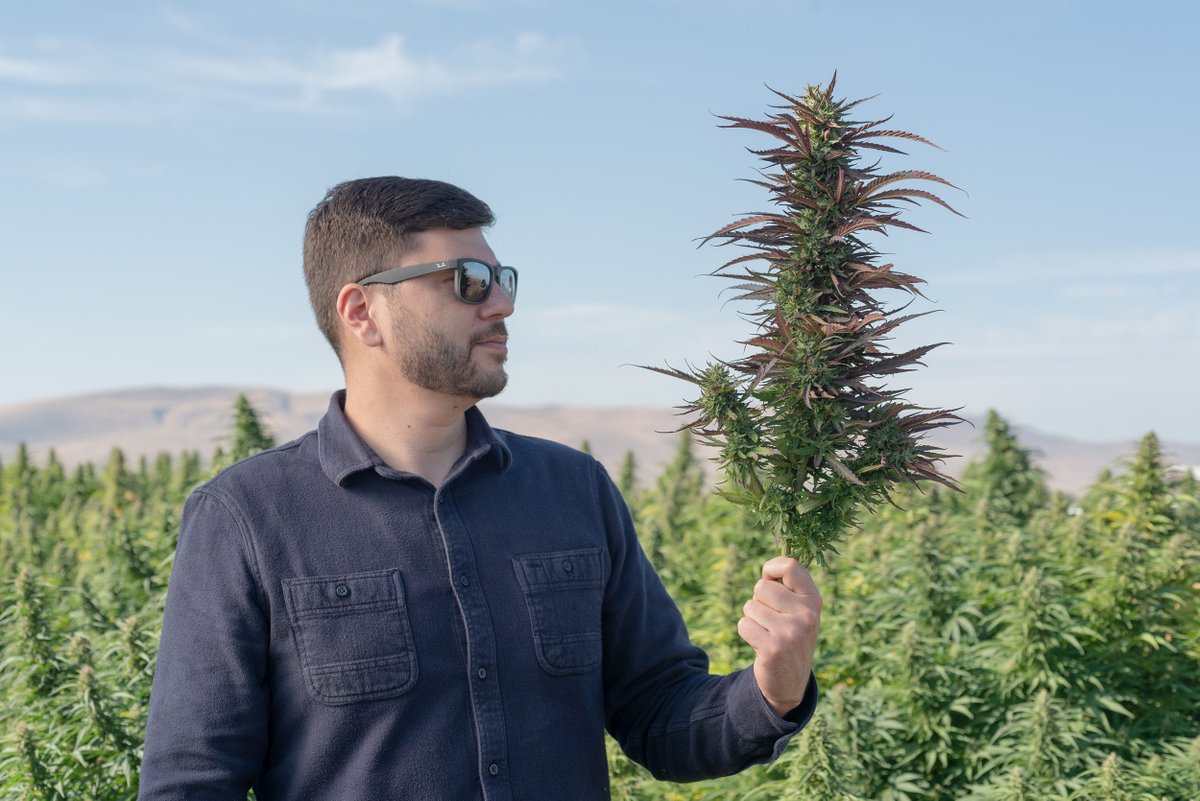 TrueTerpenes's tweet image. Top shelf flower makes top shelf extracts. #CreateWithConfidence

Learn more about Live Resin --&amp;gt; trueterpenes.com/live-resin
Check out our Hemp Story --&amp;gt; trueterpenes.com/hemp-farm-story

#farming #quality #agriculture #cannabis #cannabisindustry