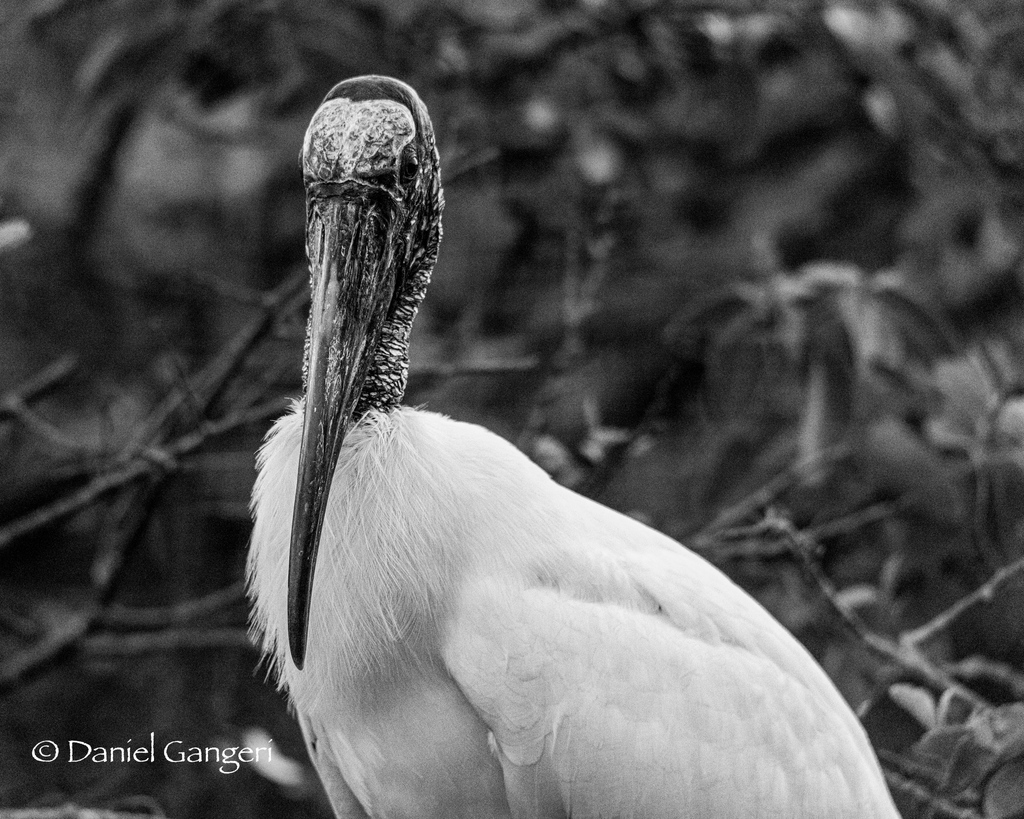 Dgangeri's tweet photo. The Wood Stork, just sitting and chilling for a quick portrait.  I really do love how these birds turn out in black and white, all that texture in the face. #bwphoto #woodstork #birds #birdphotos #floridabirds #wildlifephotos https://t.co/EMfkowj3dI