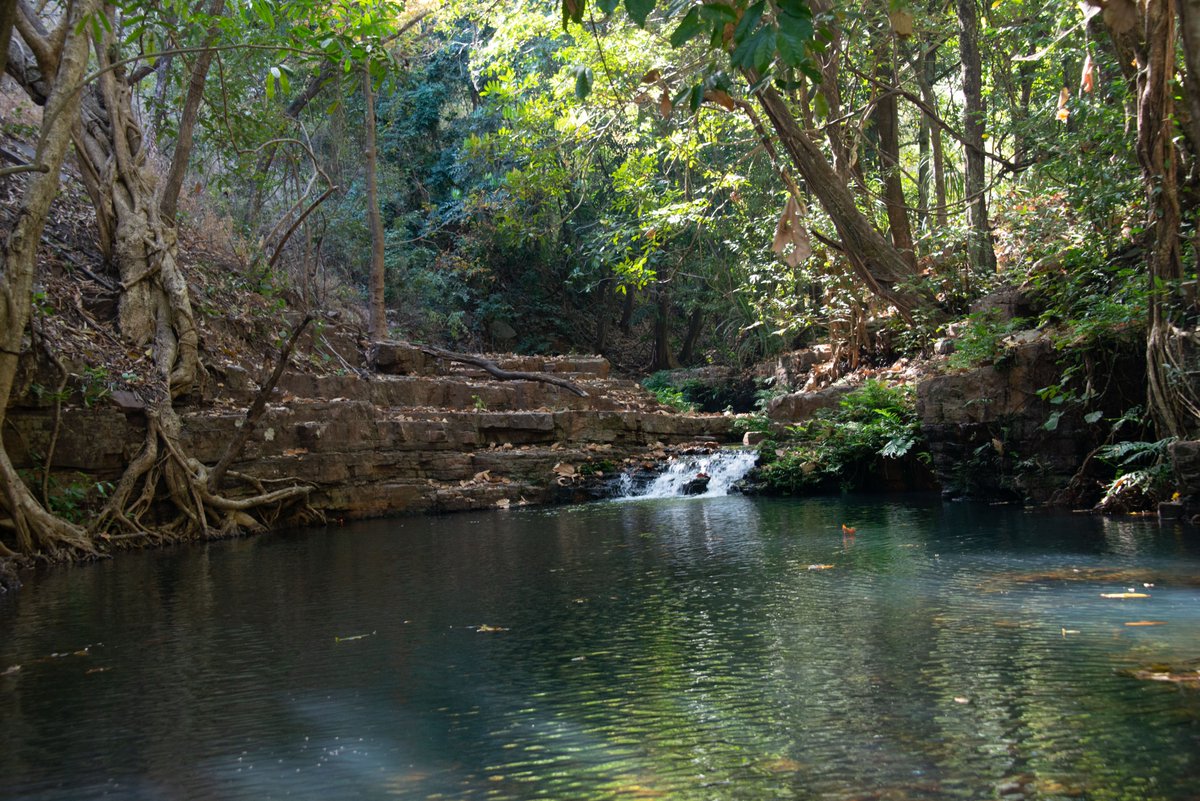 Nuestra área de estudio es la Reserva Natural Comunitaria de Dindefelo, donde el IJGE lleva desde 2009 investigando y trabajando para conservar a los chimpancés occidentales, promover la sostenibilidad agroforestal y mejorar las condiciones de la población humana local.