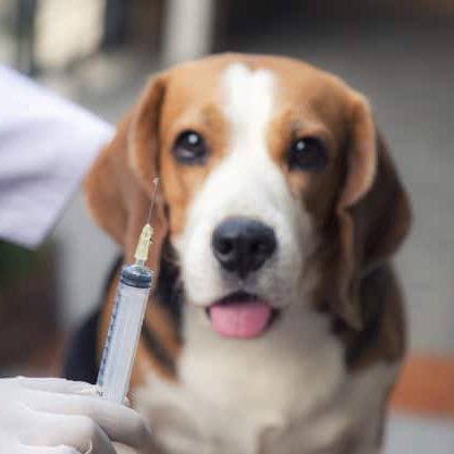 choquei's tweet image. 🚨BRASIL: Governo proíbe uso de animais vertebrados, como cachorros, ratos e coelhos, em testes para cosméticos e perfumes.