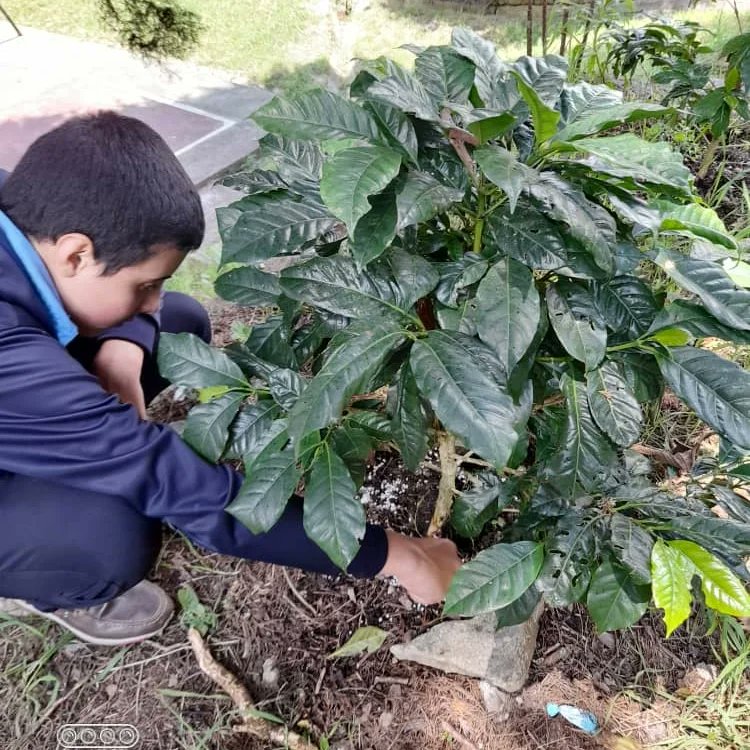 1marz //#TachiraMunicipio #Jauregui 
#JuntosPorLaEducacionDelFuturo 
Cosecha riego y fertilización de cultivo  de café personal obrero y estudiantes. <a href="/_LaAvanzadora/">Yelitze Santaella</a> <a href="/Berzabethg1/">Berzabethgandicaoficial</a> <a href="/Crazet2011/">Crazet2011</a> @MPPEDUCACION @ZonaEducTachira <a href="/TecnicasTachira/">Escuelas Técnicas Táchira</a> <a href="/siembratachira/">Ptmasiembratachira</a> <a href="/CRAJAUREGUI2/">CRAJAUREGUI</a>