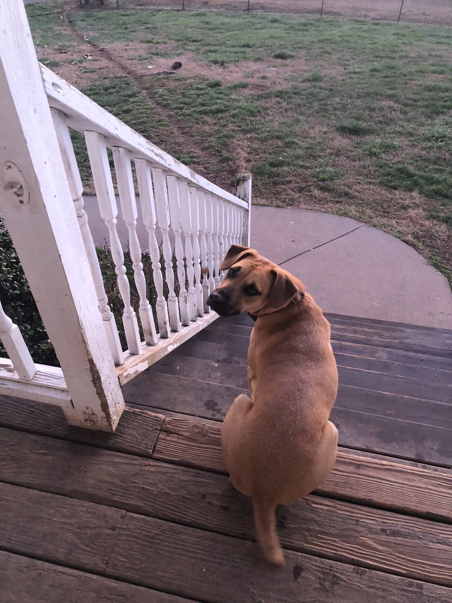 Happy hump day furrbuddies   ❤️🐾🐾❤️