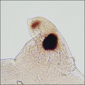 Never underestimate the effector arsenal of an adult female plant-parasitic nematode…especially if she’s a root-knot female!
doi.org/10.1094/MPMI-1…